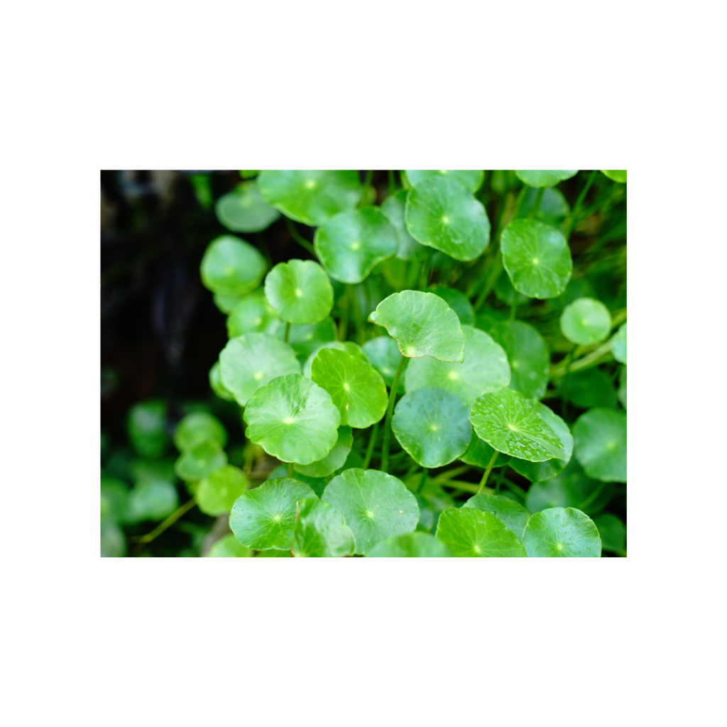 Centella Asiatica